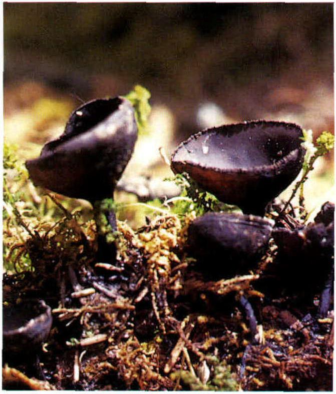 Macropodia nigrella(Seav.)Teng